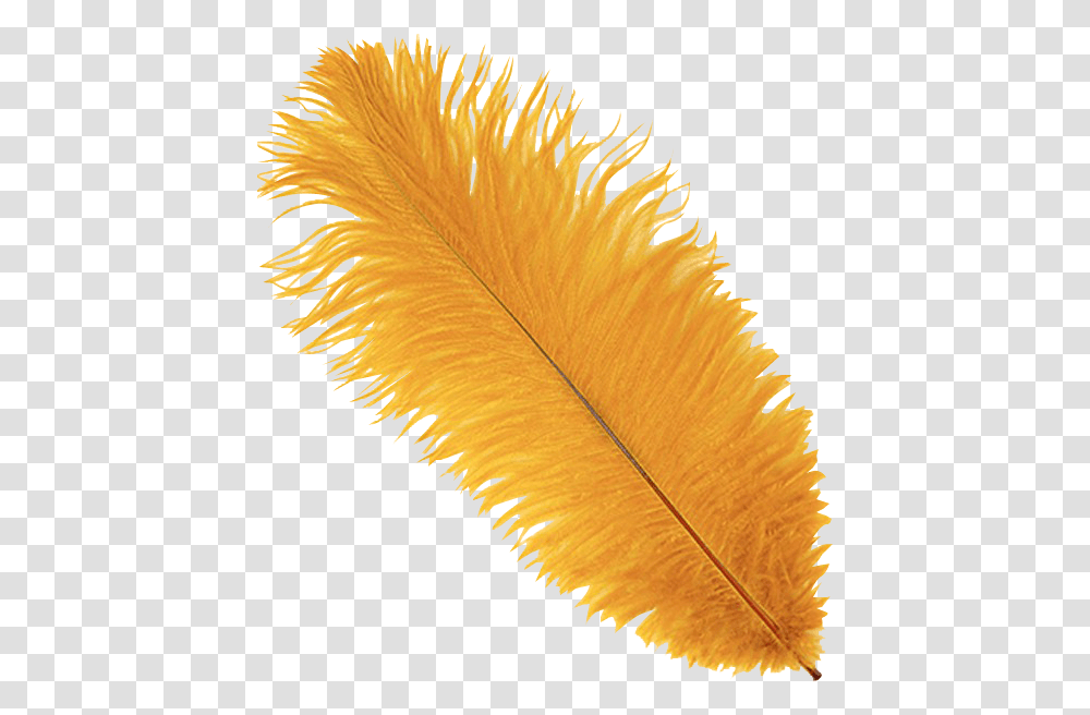 Marigold Ostrich Feather Plume Feathers Yellow, Leaf, Plant, Apparel Transparent Png