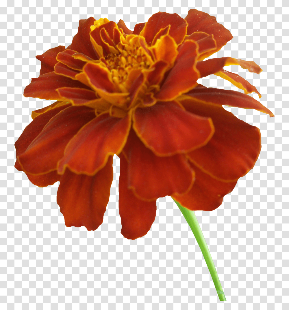 Marigold Vector, Plant, Geranium, Flower, Blossom Transparent Png