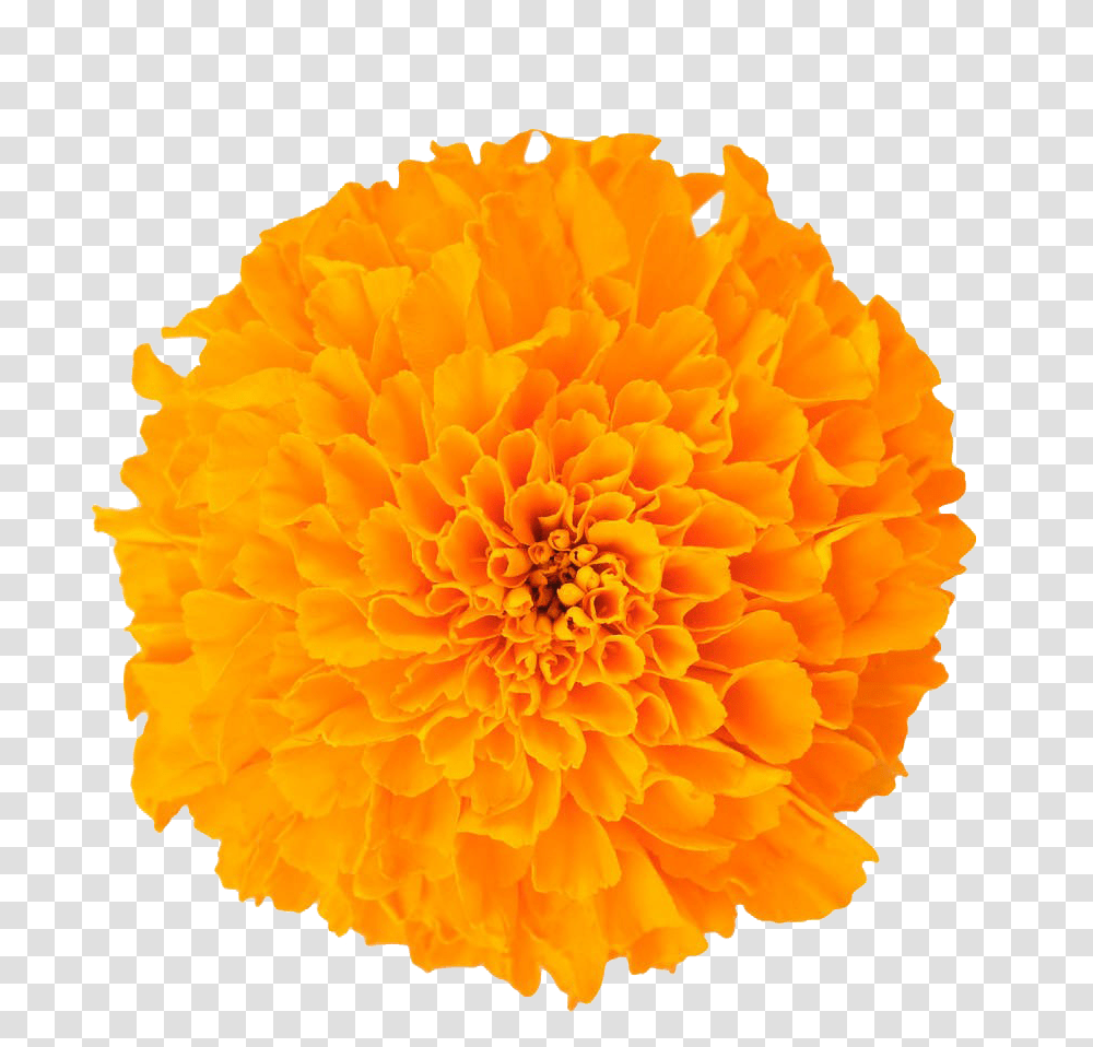 Marigolds Flower, Plant, Blossom, Petal, Dahlia Transparent Png