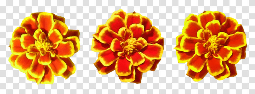 Marigolds Marigold Flower Toran, Plant, Dahlia, Blossom, Petal Transparent Png
