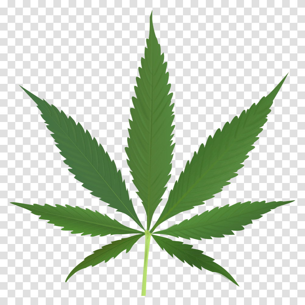 Marijuana Cannabis, Plant, Hemp, Weed Transparent Png