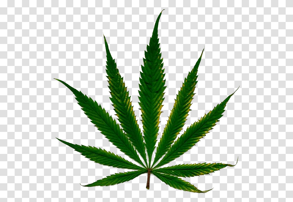 Marijuana Clipart Daun Marihuana, Plant, Weed, Hemp Transparent Png