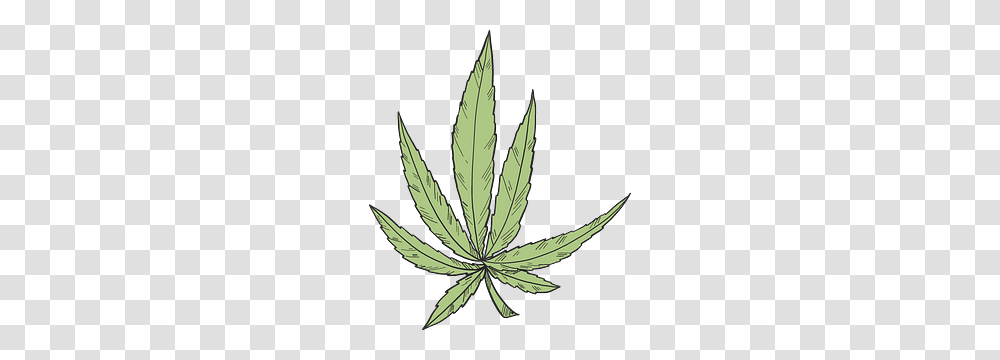 Marijuana Clipart, Plant, Leaf, Hemp, Aloe Transparent Png