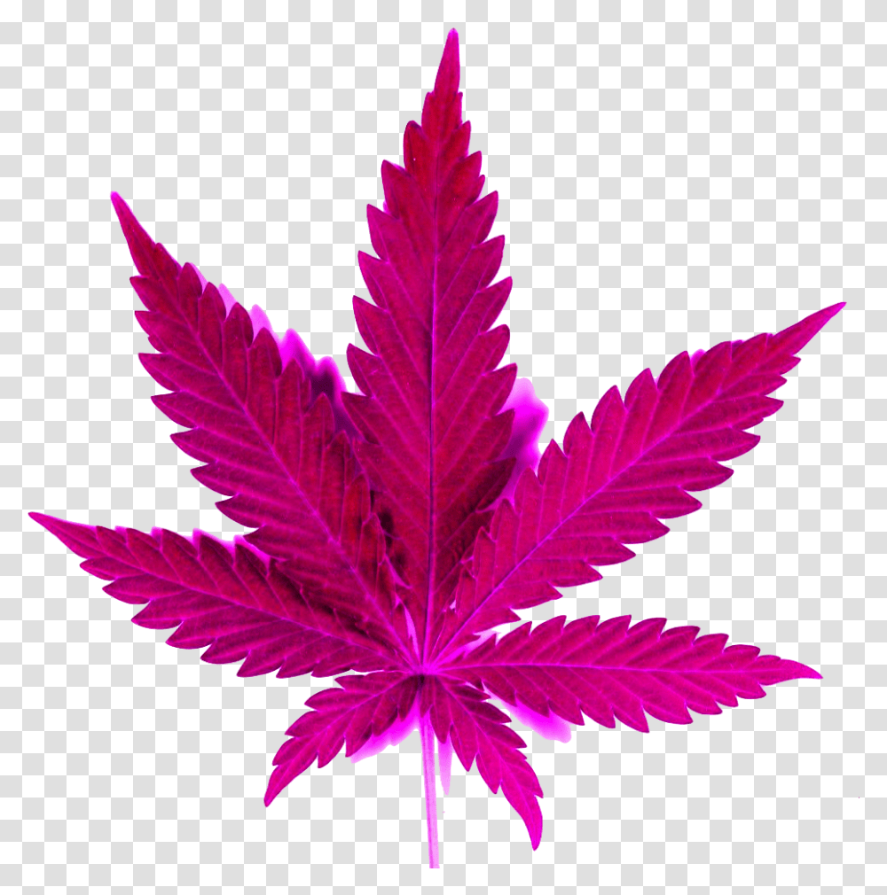 Marijuana Clipart Weed, Leaf, Plant, Maple Leaf, Tree Transparent Png