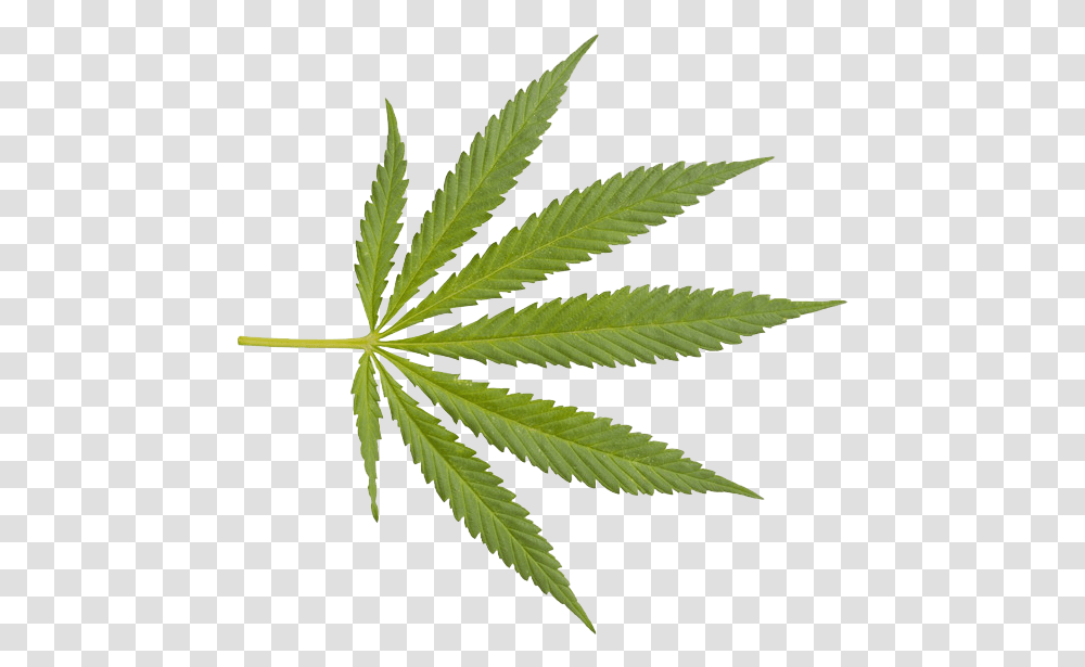 Marijuana Closeup Weed Weed Leaf Background, Plant, Hemp Transparent Png