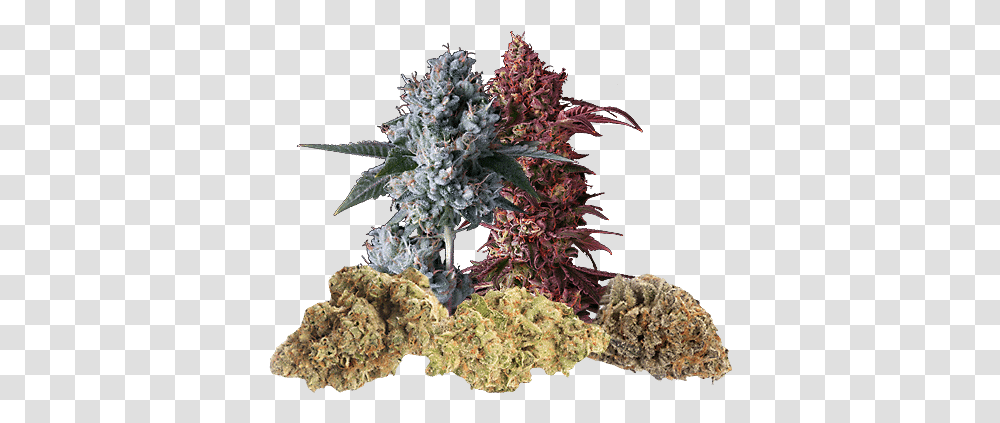 Marijuana Flower Language, Plant, Weed, Grass, Blossom Transparent Png