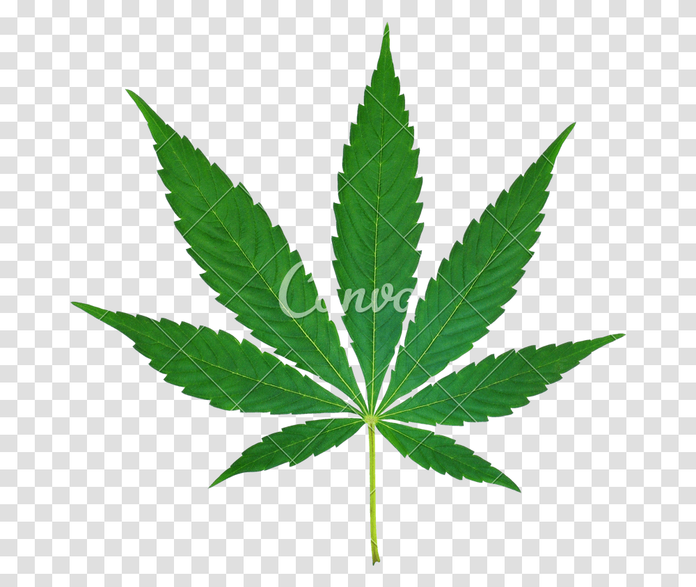 Marijuana Leaf Cutout, Plant, Bow, Hemp, Weed Transparent Png