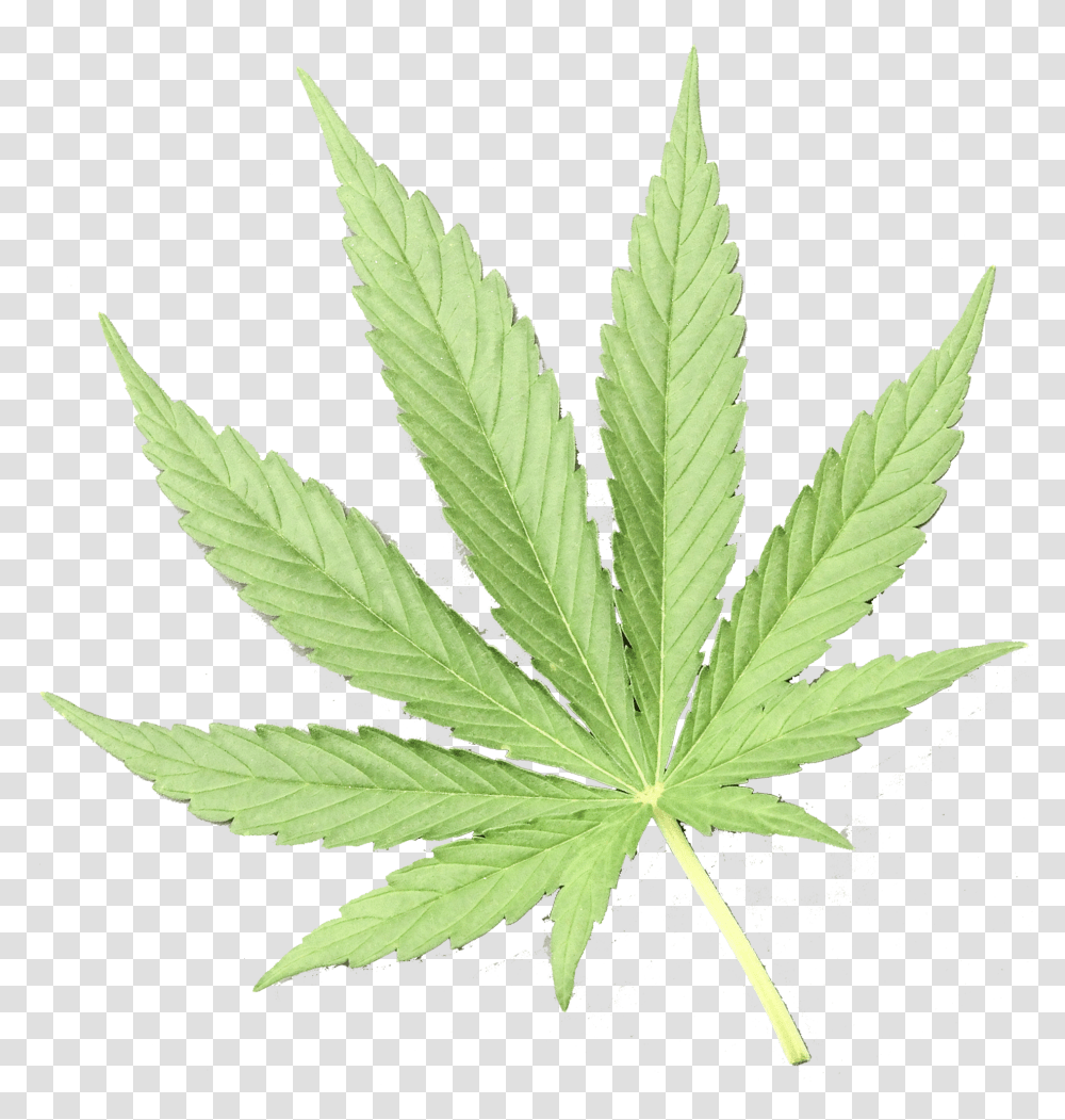 Marijuana Leaf, Plant, Hemp, Weed Transparent Png