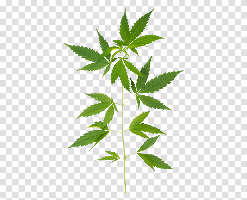 Marijuana Leaf, Plant, Hemp, Weed Transparent Png