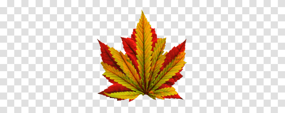 Marijuana Leaf, Plant, Tree, Maple, Maple Leaf Transparent Png