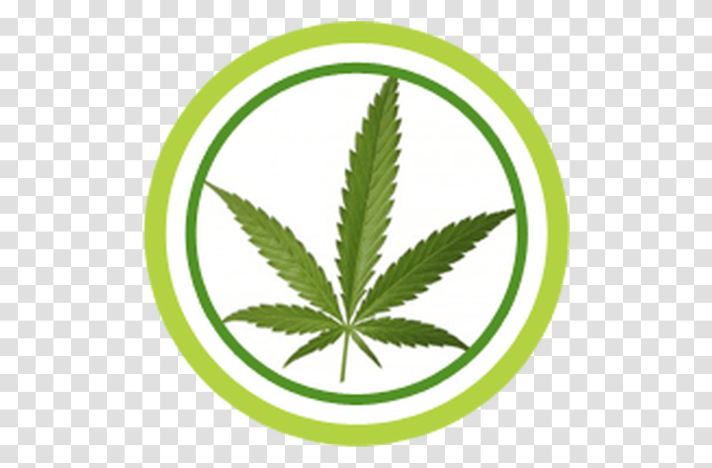 Marijuana Leaf, Plant, Weed, Hemp, Tabletop Transparent Png