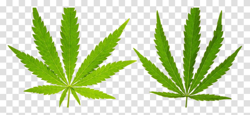 Marijuana Leaf, Plant, Weed, Hemp Transparent Png