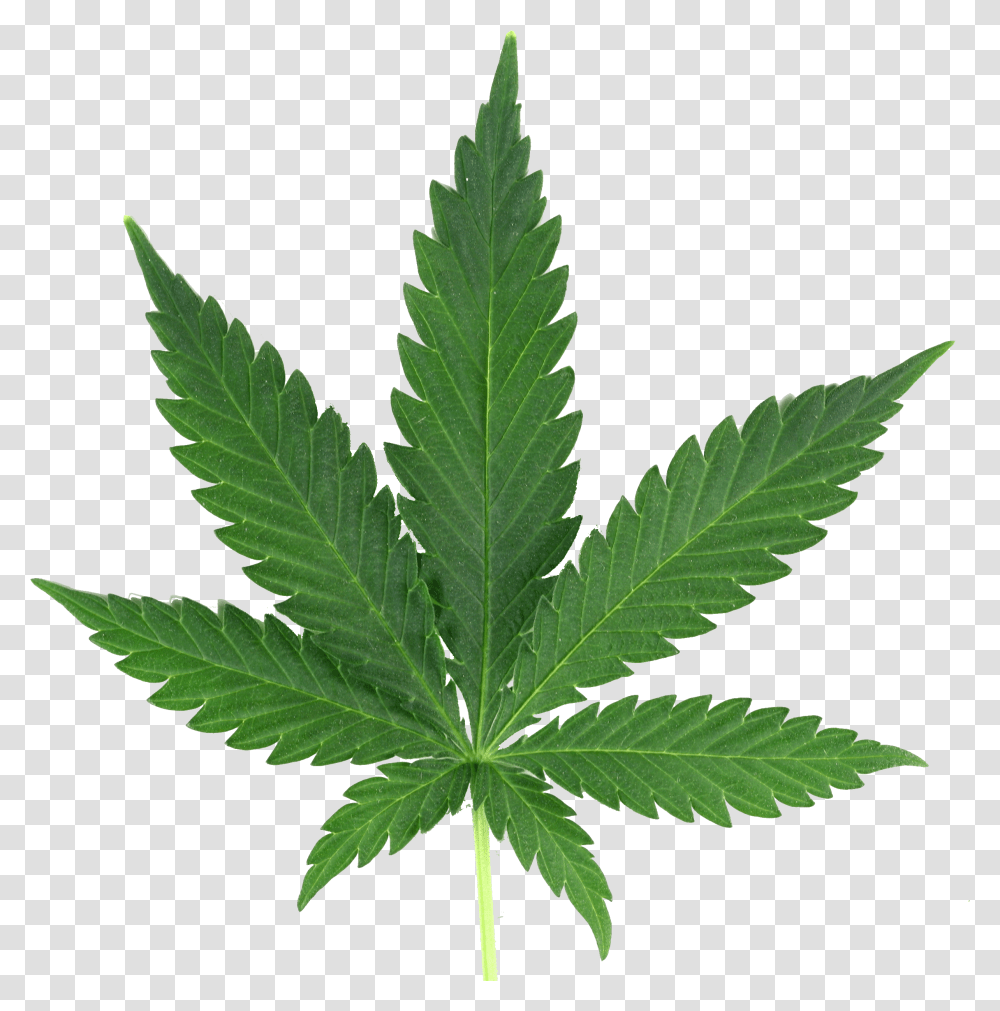 Marijuana Leaf Real Marijuana Leaf, Plant, Weed, Hemp Transparent Png