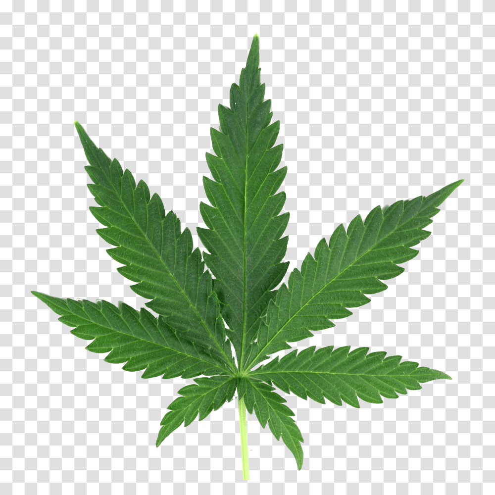 Marijuana Leaf Real, Plant, Weed, Hemp Transparent Png