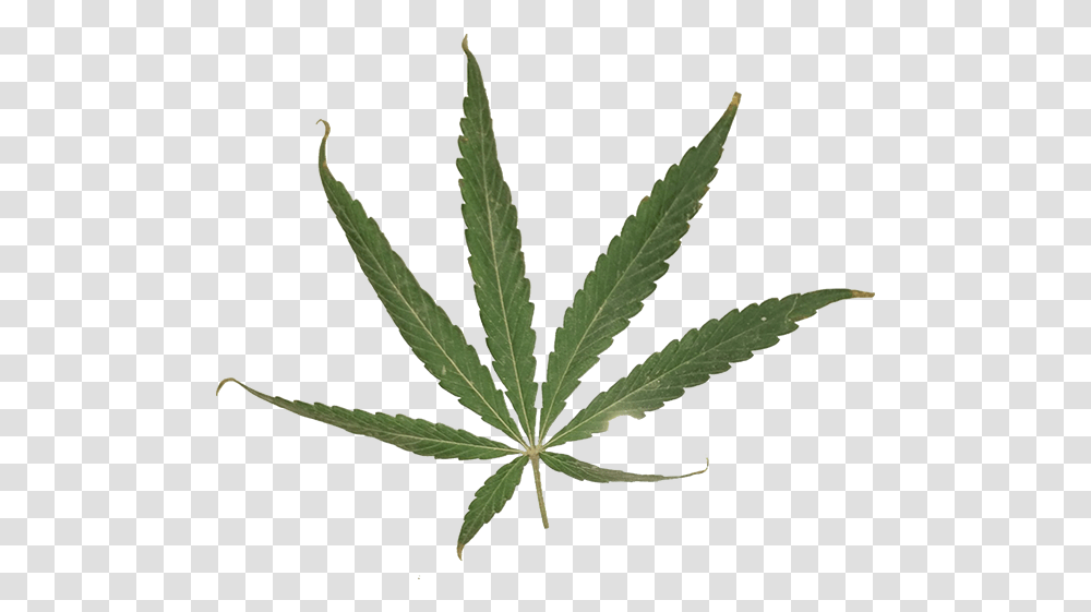Marijuana Leaf Sativa Leaf, Plant, Hemp, Weed Transparent Png