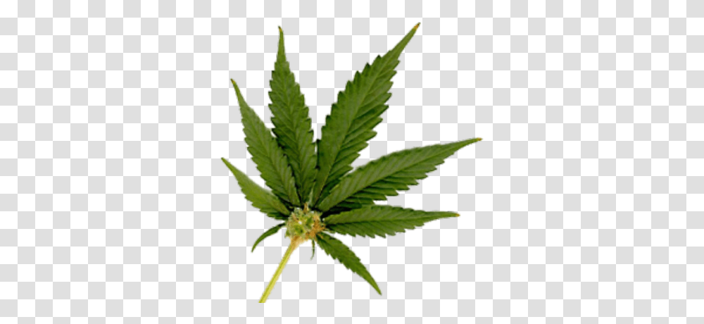 Marijuana Leaf Small, Plant, Hemp, Weed Transparent Png