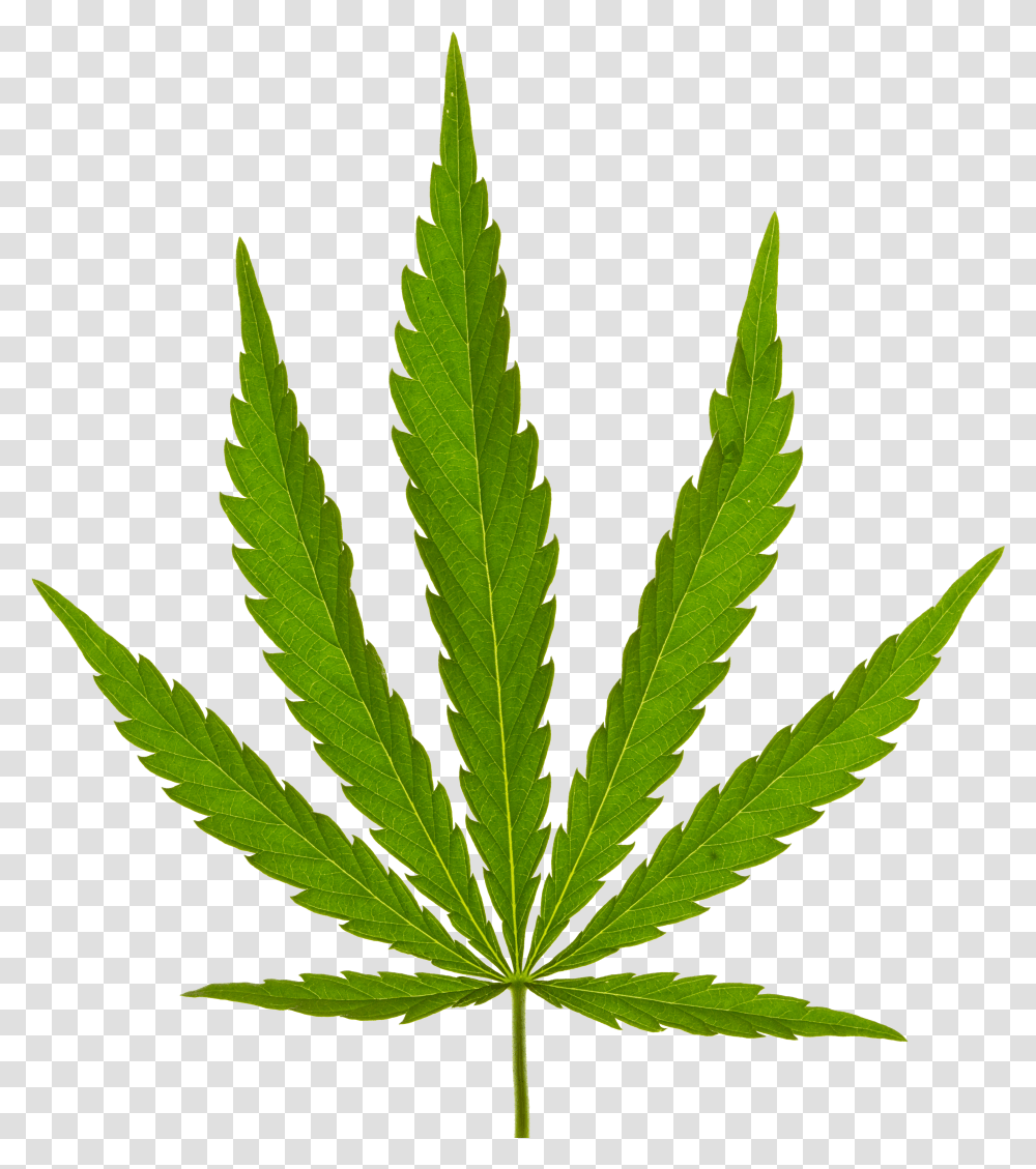 Marijuana Leaf Transparent Png