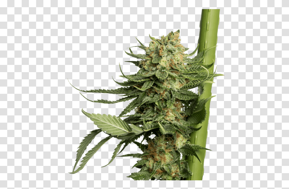 Marijuana Plant 24k Gold Dna Genetics, Bud, Sprout, Flower, Blossom Transparent Png