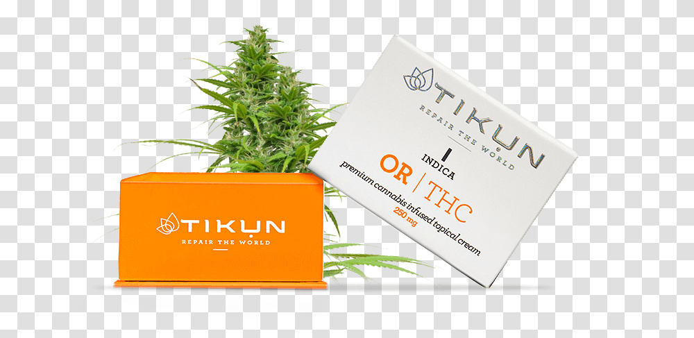 Marijuana Plant, Business Card, Paper, Hemp Transparent Png