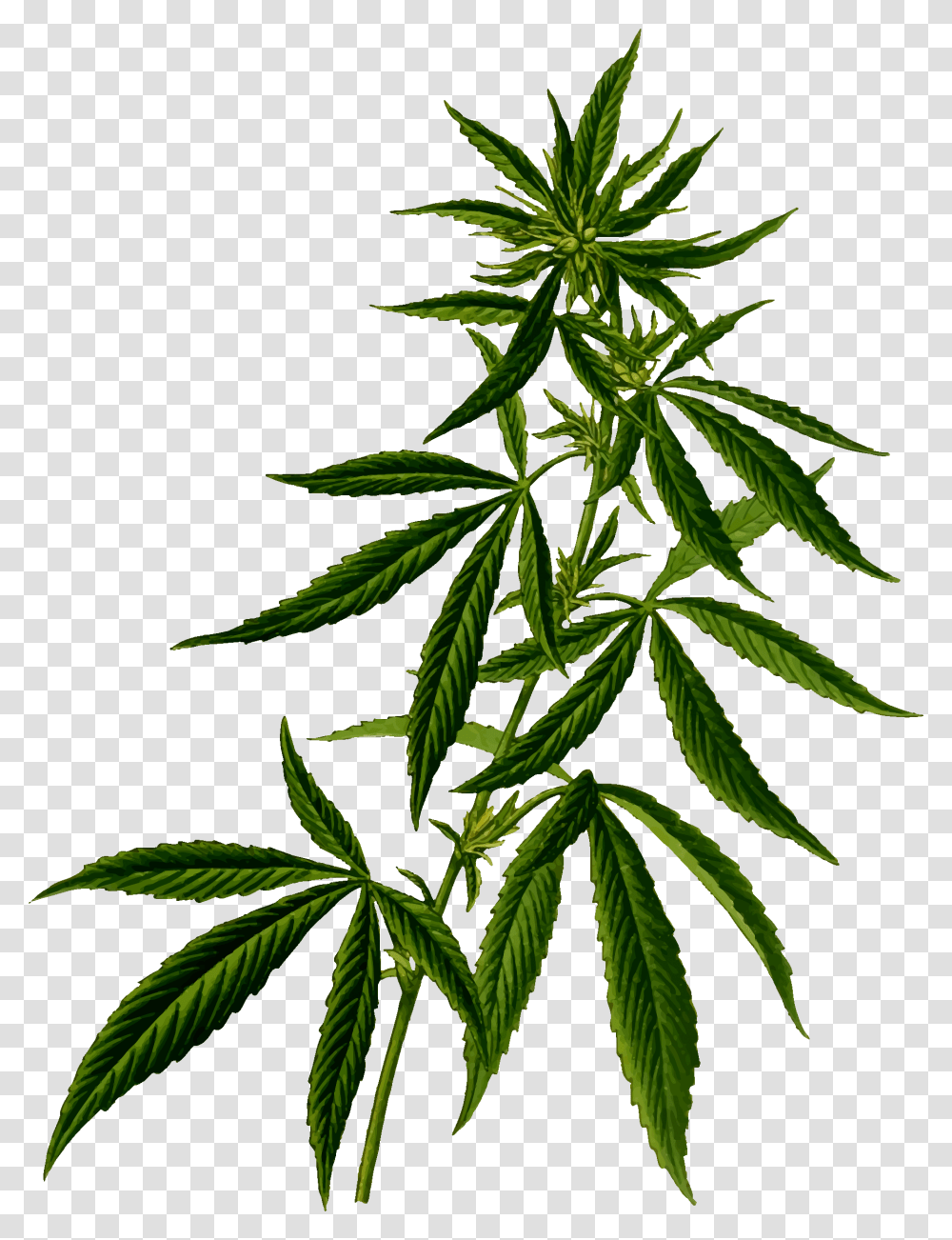 Marijuana Plant, Hemp Transparent Png