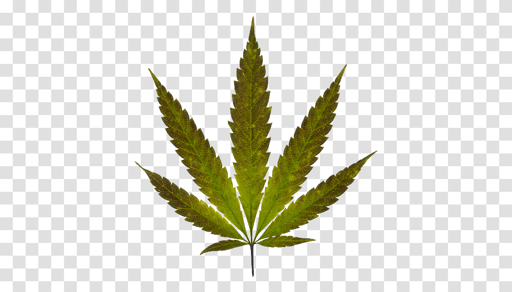 Marijuana Plant, Leaf, Weed, Hemp Transparent Png