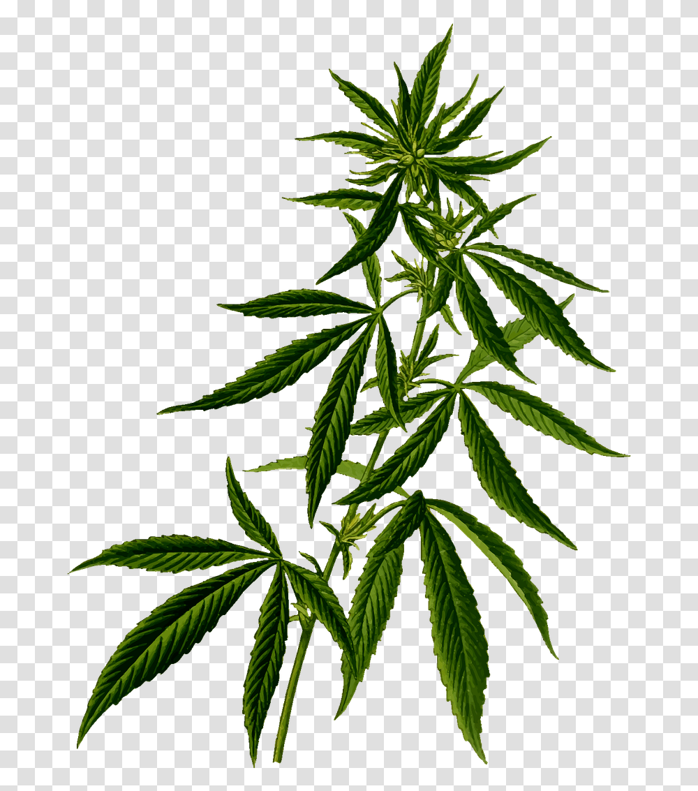 Marijuana Plant Marijuana Plant, Hemp, Weed Transparent Png