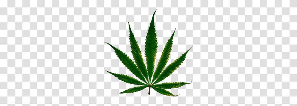 Marijuana, Plant, Weed, Hemp, Leaf Transparent Png