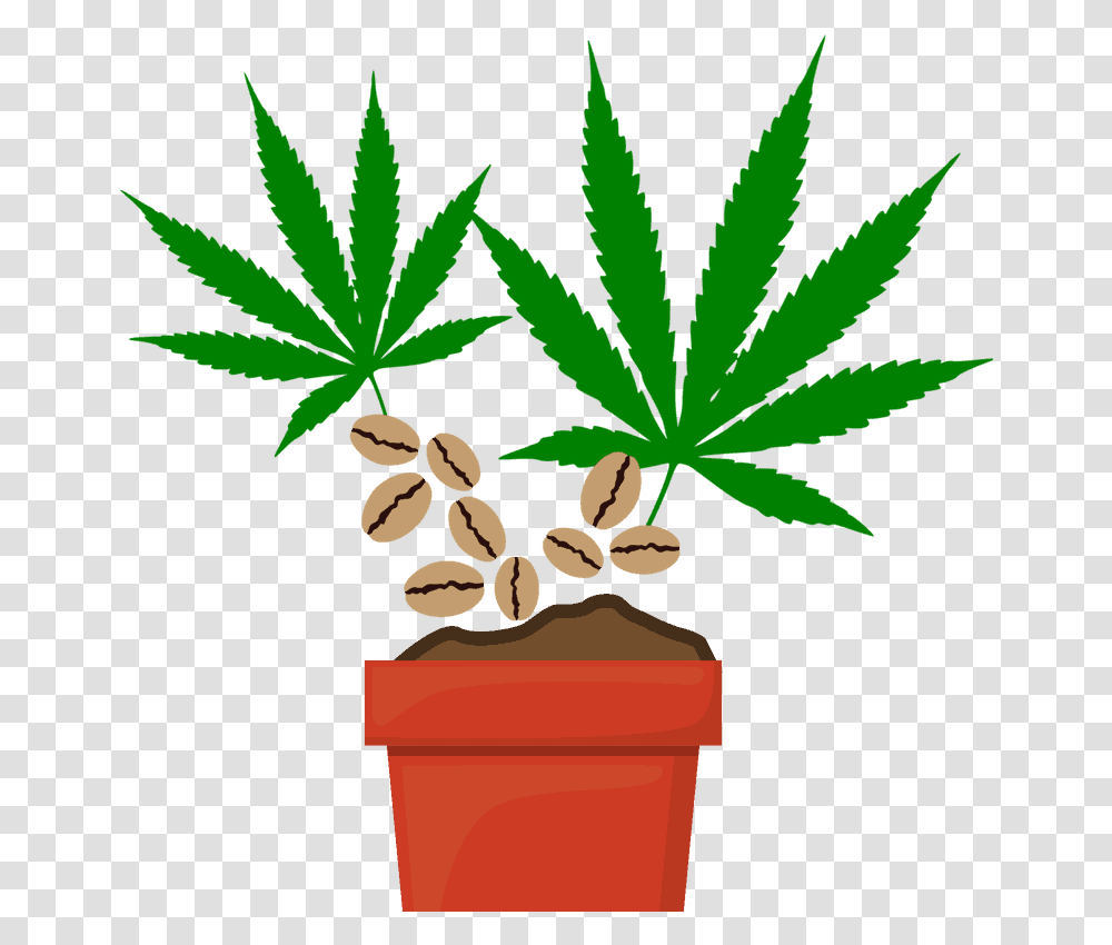 Marijuana Seeds Illegal Weed, Plant, Hemp Transparent Png