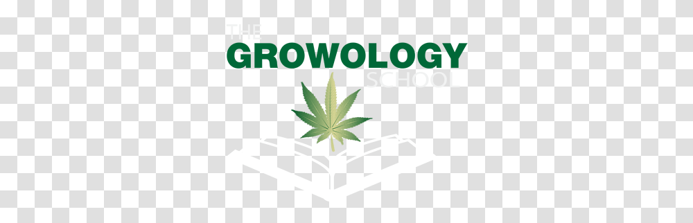 Marijuana Training School Learn To Grow Marijuana Cannabis, Plant, Weed, Leaf Transparent Png