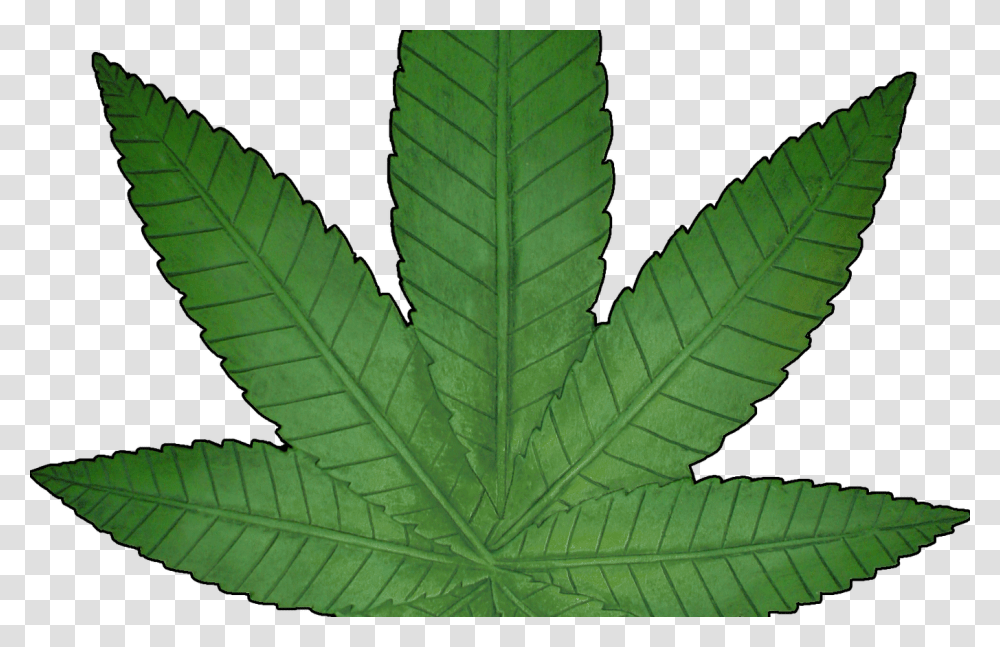 Marijuana Weed Leaf Hot Trending Now, Plant, Insect, Invertebrate, Animal Transparent Png