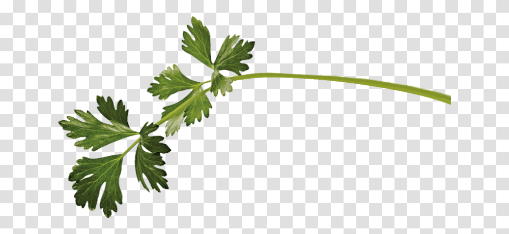 Marinar Planta Imagem De Temperos, Vase, Jar, Pottery, Parsley Transparent Png