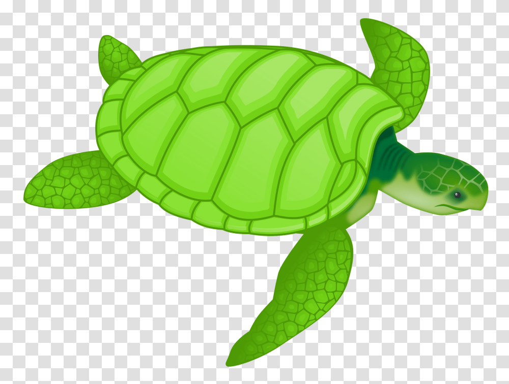 Marine Animals Download Free Clipart Wit 1055834 Turtle Clipart, Reptile, Sea Life, Tortoise, Green Transparent Png