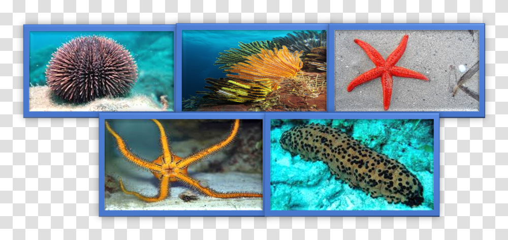 Marine Biology, Animal, Starfish, Invertebrate, Sea Life Transparent Png