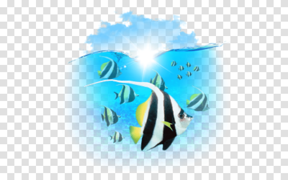 Marine Biology Clipart Computer Icons Clip Art Portable Network Graphics, Water, Angelfish, Sea Life, Animal Transparent Png