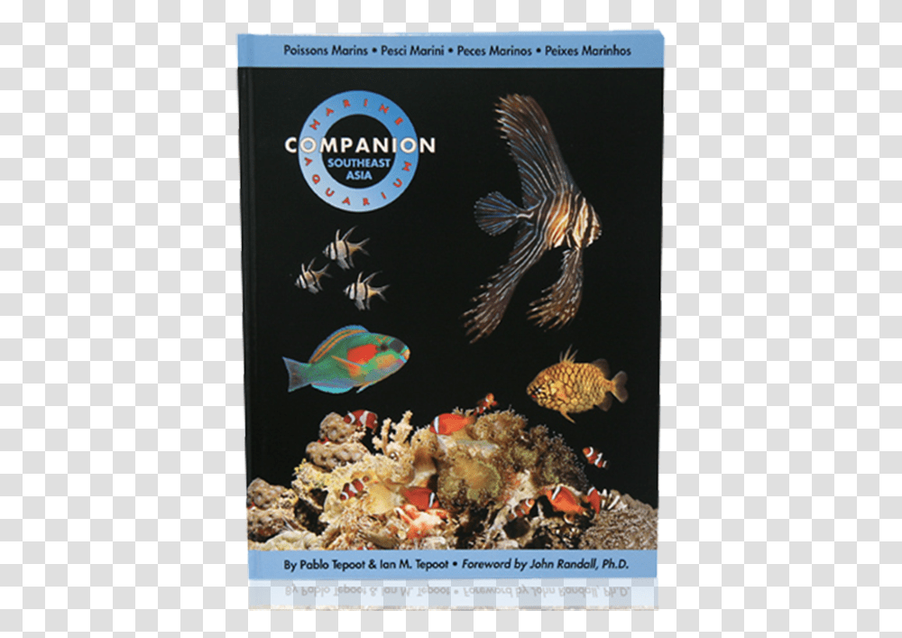 Marine Biology, Fish, Animal, Sea, Outdoors Transparent Png