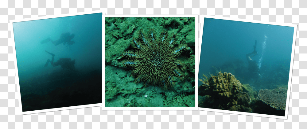 Marine Biology, Sea Life, Animal, Invertebrate, Sponge Animal Transparent Png
