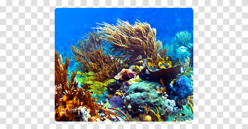Marine Biology, Sea, Outdoors, Water, Nature Transparent Png
