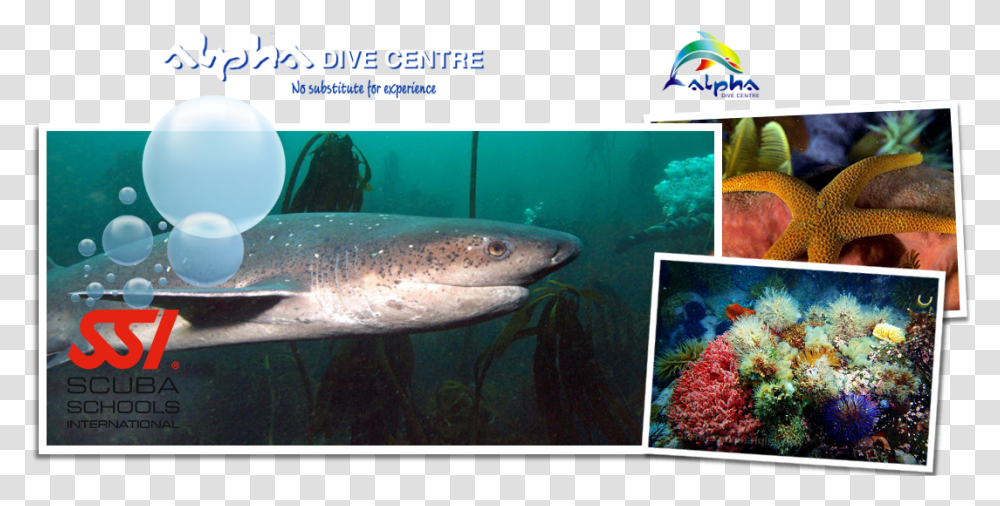 Marine Biology, Water, Animal, Fish, Outdoors Transparent Png
