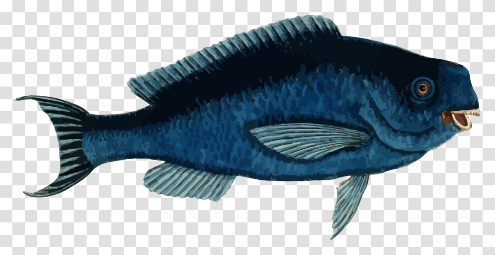 Marine Biologyelectric Bluefin, Fish, Animal, Water, Aquatic Transparent Png