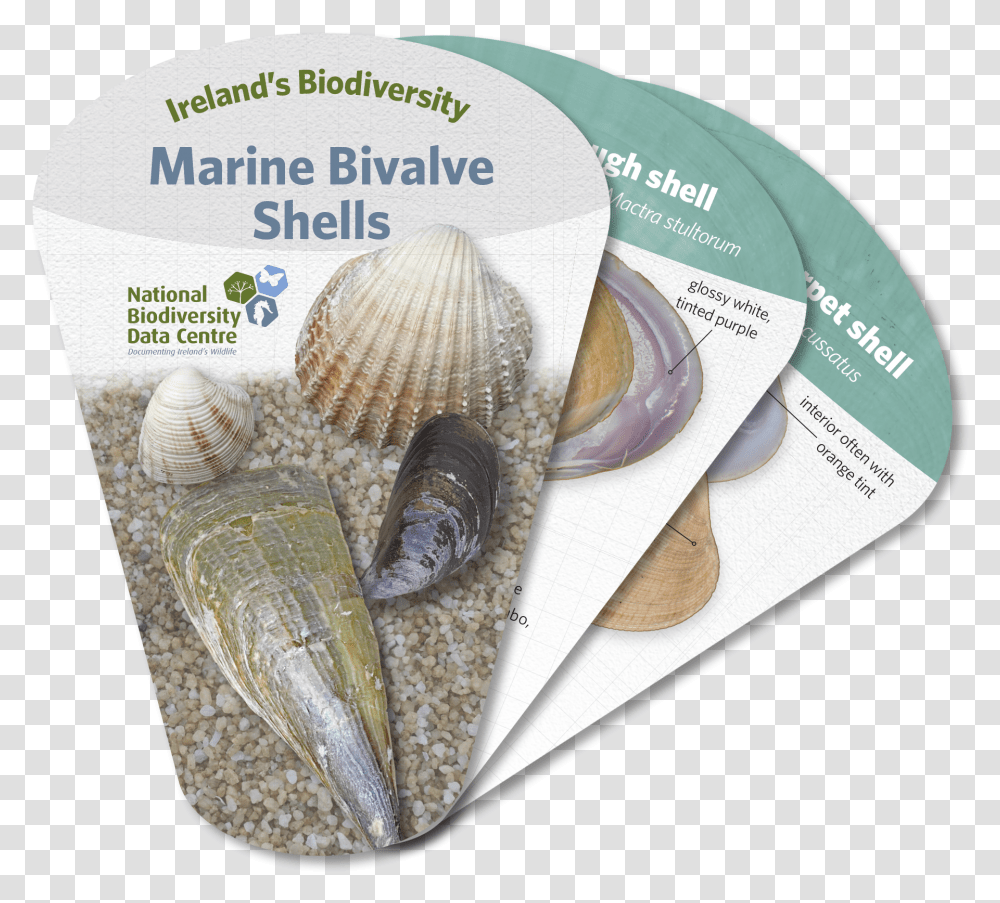 Marine Bivalve Shells Cockle, Clam, Seashell, Invertebrate, Sea Life Transparent Png