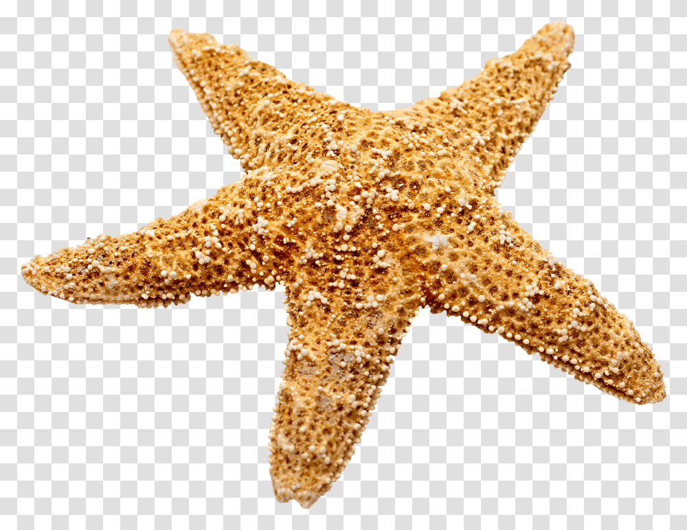 Marine Decoration Starfish Starfish, Invertebrate, Sea Life, Animal Transparent Png