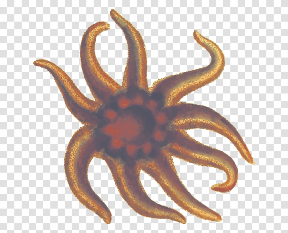 Marine Echinoderm, Sea Life, Animal, Invertebrate, Octopus Transparent Png