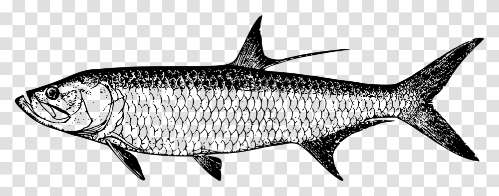Marine Fish Diagram Of Tarpon Fish, Gray, World Of Warcraft Transparent Png