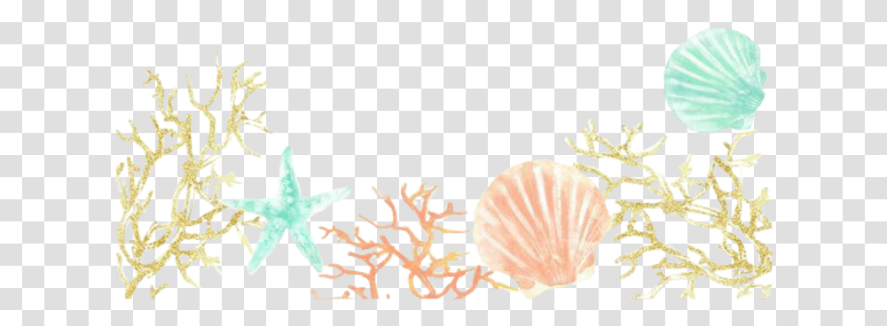 Marine Invertebrates, Sea Life, Animal, Clam, Seashell Transparent Png