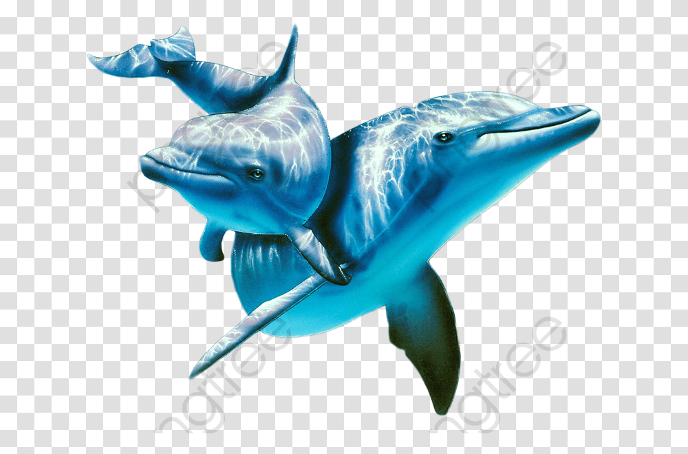 Marine Life Animal Dolphins Under Water, Mammal, Sea Life, Shark, Fish Transparent Png