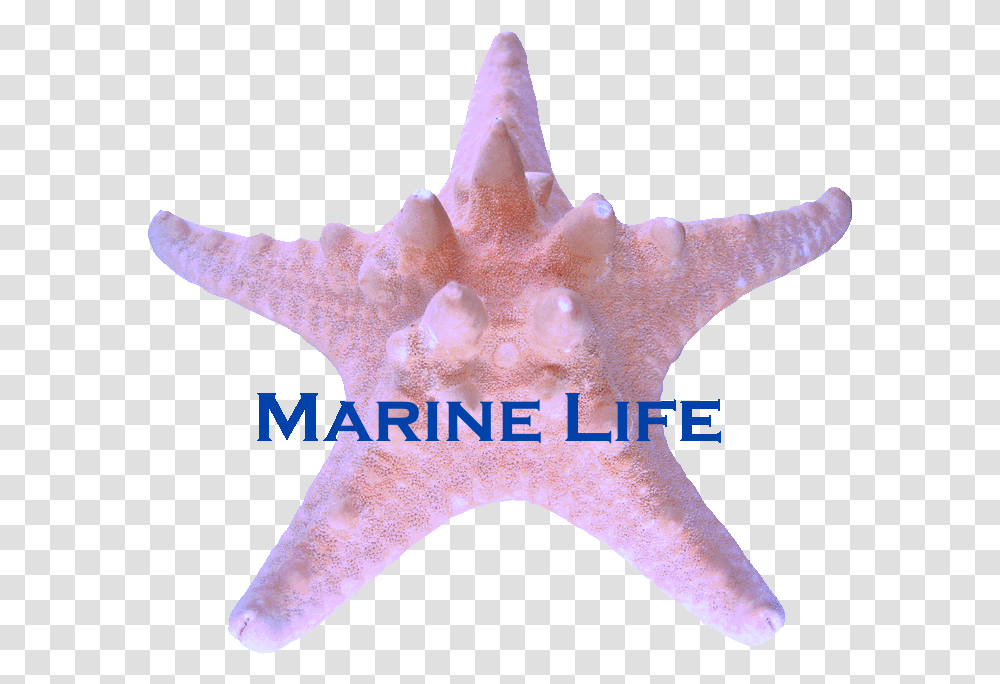 Marine Life Barnstar Starfish, Sea Life, Animal, Invertebrate, Person Transparent Png