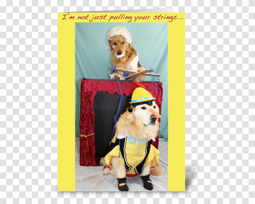 Marionette Puppet Show Birthday Greeting Card Costume, Golden Retriever, Dog, Canine, Animal Transparent Png