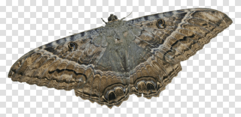 Maripos Ascalapha Odorata, Moth, Butterfly, Insect, Invertebrate Transparent Png