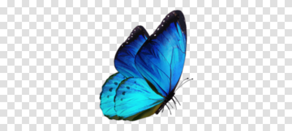 Mariposa Azul Blue Mariposapreciosa Mariposaazul Butterfly For Editing, Insect, Invertebrate, Animal, Helmet Transparent Png