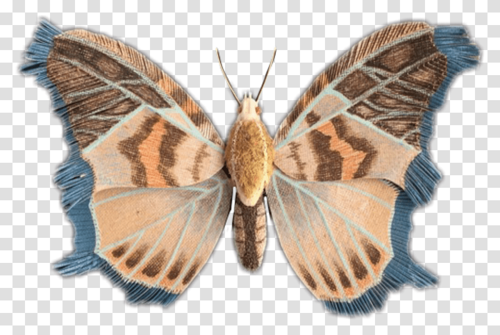 Mariposa Moth Butterfly Transparent Png